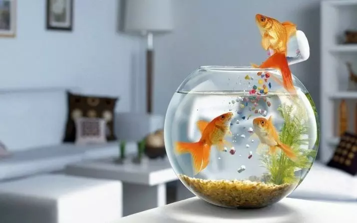 Goldfish (74 פאָטאָס): אַ באַשרייַבונג פון אַקוואַריום פיש מיט נעמען. וואָס זאָל זיין די וואַסער טעמפּעראַטור אין די אַקוואַריום? אינהאַלט און דיילושאַן 11543_50