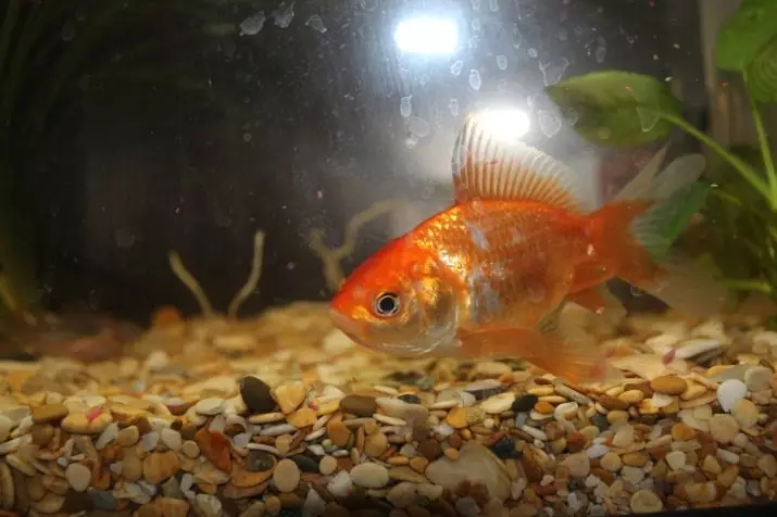 Goldfish (74 פאָטאָס): אַ באַשרייַבונג פון אַקוואַריום פיש מיט נעמען. וואָס זאָל זיין די וואַסער טעמפּעראַטור אין די אַקוואַריום? אינהאַלט און דיילושאַן 11543_62