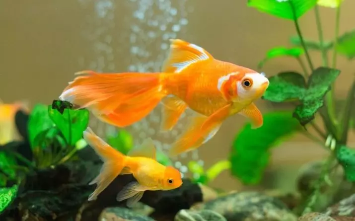 Goldfish (74 פאָטאָס): אַ באַשרייַבונג פון אַקוואַריום פיש מיט נעמען. וואָס זאָל זיין די וואַסער טעמפּעראַטור אין די אַקוואַריום? אינהאַלט און דיילושאַן 11543_74