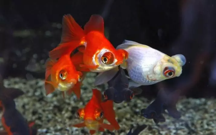 Goldfish (74 פאָטאָס): אַ באַשרייַבונג פון אַקוואַריום פיש מיט נעמען. וואָס זאָל זיין די וואַסער טעמפּעראַטור אין די אַקוואַריום? אינהאַלט און דיילושאַן 11543_9