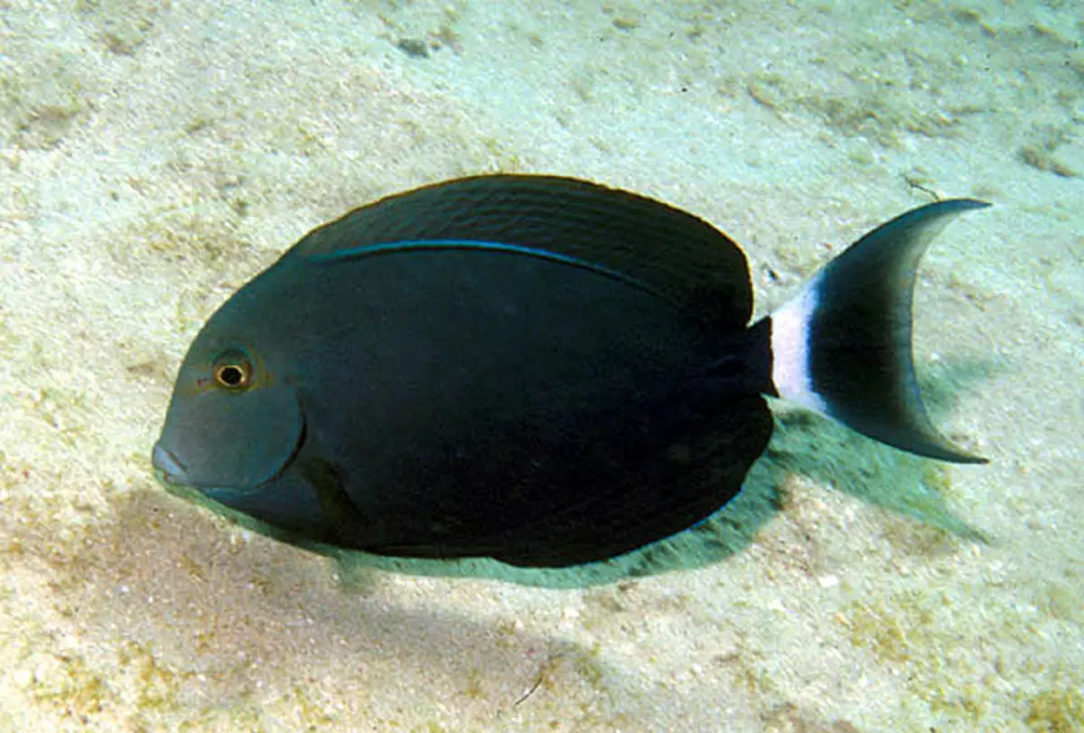 Бывает черная рыба. Acanthurus nigricauda. Acanthurus auranticavus. Красное море рыба хирург. Рыба хирург Египет Шарм-Эль-Шейх.