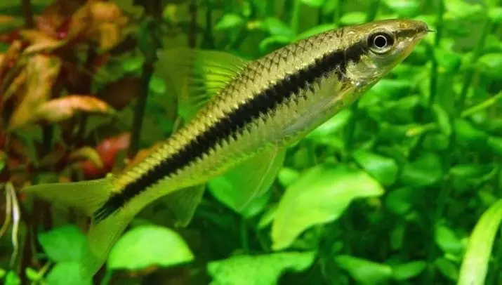 Рыбка водорослеед (18 фота): разнавіднасці акварыўмных рыб, якія ядуць багавінне, сумяшчальнасць сіямскіх водорослеедов з іншымі рыбамі 11545_15