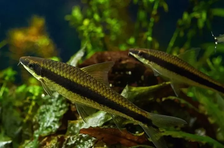 Algas de peces (18 fotos): Variedades de pescado acuario que comen algas, compatibilidad de algas siameses con otros peces. 11545_2