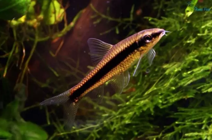 Algas de peces (18 fotos): Variedades de pescado acuario que comen algas, compatibilidad de algas siameses con otros peces. 11545_4