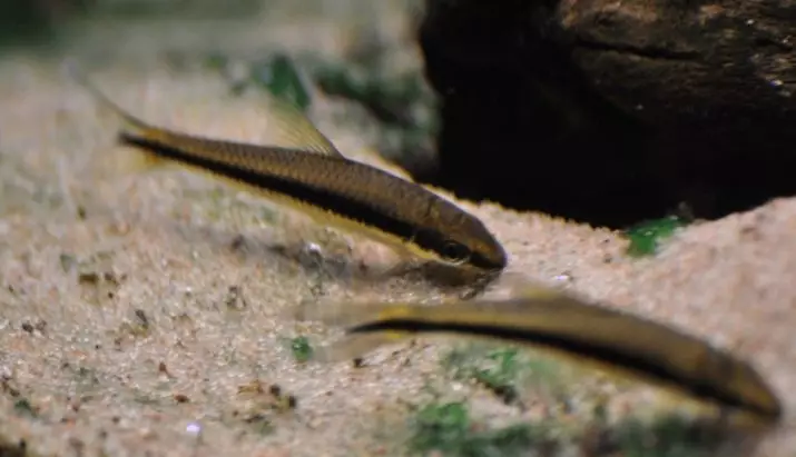 Algas de peces (18 fotos): Variedades de pescado acuario que comen algas, compatibilidad de algas siameses con otros peces. 11545_5