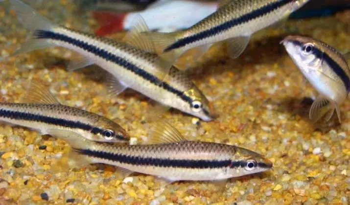 Рыбка водорослеед (18 фота): разнавіднасці акварыўмных рыб, якія ядуць багавінне, сумяшчальнасць сіямскіх водорослеедов з іншымі рыбамі 11545_6