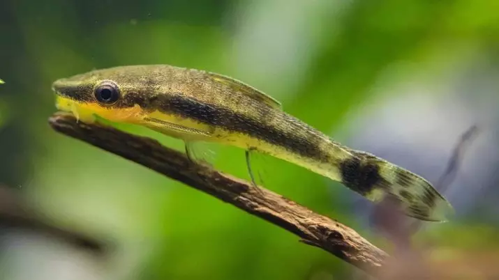 Fischalgen (18 Fotos): Sorten von Aquarienfischen, die Algen essen, Kompatibilität von siamesischen Algen mit anderen Fischen 11545_9