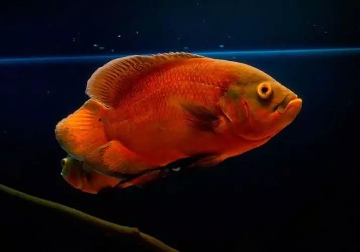 Astronotus (28 foto): Kandungan Astronotus Mata. Ikan harimau dan jenis lainnya. Apa yang akan memberi makan ikan akuarium? Berapa dia hidup? 11546_11