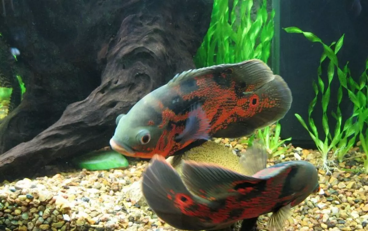 Astronotus (28 foto): Kandungan Astronotus Mata. Ikan harimau dan jenis lainnya. Apa yang akan memberi makan ikan akuarium? Berapa dia hidup? 11546_14