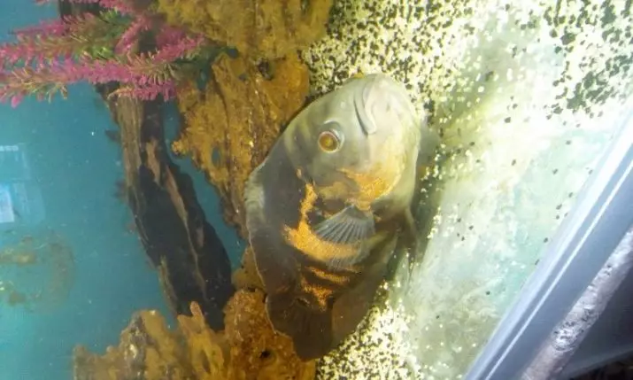 Astronotus (28 foto): Kandungan Astronotus Mata. Ikan harimau dan jenis lainnya. Apa yang akan memberi makan ikan akuarium? Berapa dia hidup? 11546_21