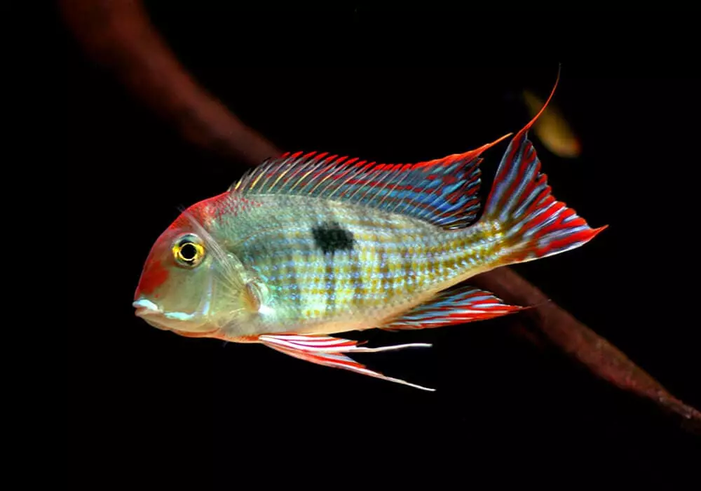 Astronotus (28 foto): Kandungan Astronotus Mata. Ikan harimau dan jenis lainnya. Apa yang akan memberi makan ikan akuarium? Berapa dia hidup? 11546_24