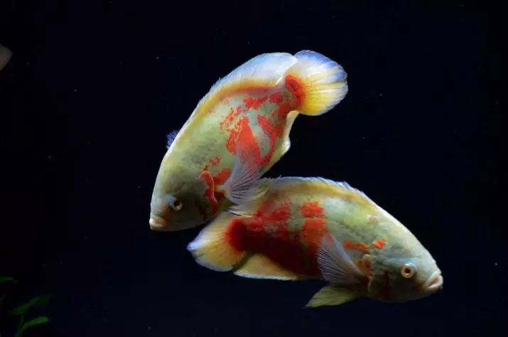 Astronotus (28 foto): Kandungan Astronotus Mata. Ikan harimau dan jenis lainnya. Apa yang akan memberi makan ikan akuarium? Berapa dia hidup? 11546_9