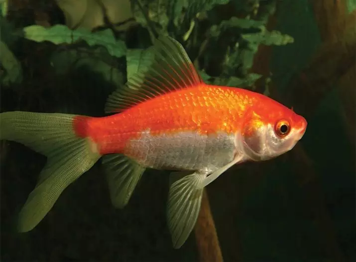 Orange Aquarium Fish (11 fotogrāfijas): populārās apelsīnu zivju šķirnes akvārijam ar nosaukumiem, maz zivju satura nianses 11549_3