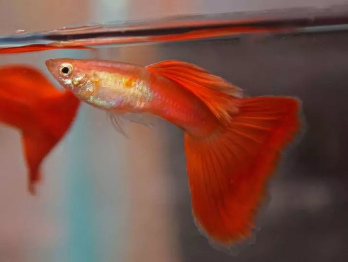 Orange Aquarium Fish (11 fotogrāfijas): populārās apelsīnu zivju šķirnes akvārijam ar nosaukumiem, maz zivju satura nianses 11549_6