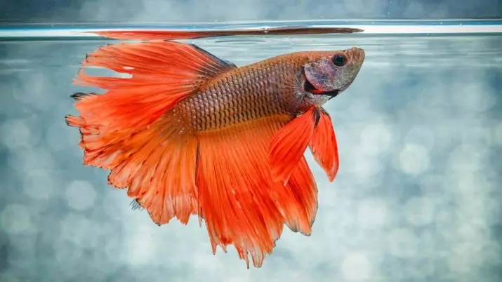 Orange Aquarium Fish (11 fotogrāfijas): populārās apelsīnu zivju šķirnes akvārijam ar nosaukumiem, maz zivju satura nianses 11549_7