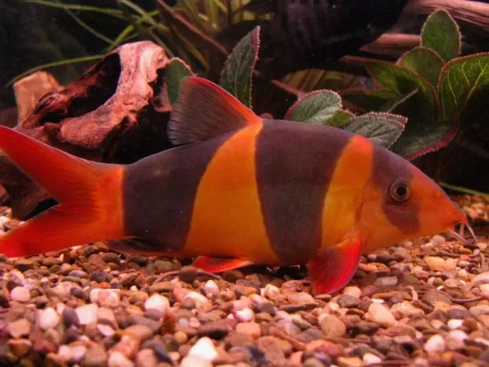 Orange Aquarium Fish (11 fotogrāfijas): populārās apelsīnu zivju šķirnes akvārijam ar nosaukumiem, maz zivju satura nianses 11549_8