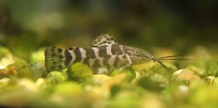Little Aquarium Fish (22 foto's): Die mooiste vis vir akwarium, 'n oorsig van helder geel, rooi en ander mini-vis met name 11550_10