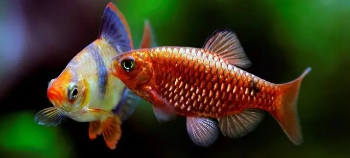 Little Aquarium Fish (22 foto's): Die mooiste vis vir akwarium, 'n oorsig van helder geel, rooi en ander mini-vis met name 11550_11