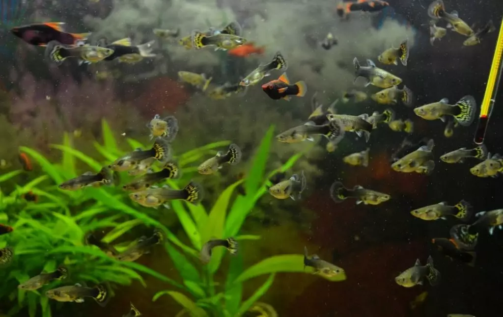 Little Aquarium Fish (22 fotos): el peix més bonic per a l'aquari, una revisió de color groc brillant, vermell i altres mini-peix amb noms 11550_13