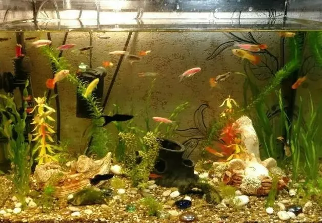 Liten akvariefisk (22 bilder): Den vackraste fisken för akvariet, en recension av ljusgul, röd och annan mini-fisk med namn 11550_14