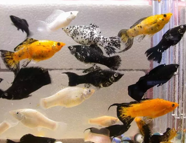 ปลาพิพิธภัณฑ์สัตว์น้ำน้อย (22 รูป): ปลาที่สวยที่สุดสำหรับพิพิธภัณฑ์สัตว์น้ำรีวิวของสีเหลืองสดใสสีแดงและปลาขนาดเล็กอื่น ๆ ที่มีชื่อ 11550_15