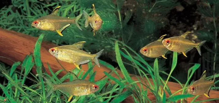 Little Aquarium Fish (22 fotos): el peix més bonic per a l'aquari, una revisió de color groc brillant, vermell i altres mini-peix amb noms 11550_19