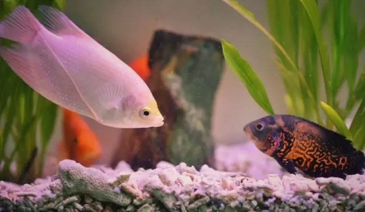 Little Aquarium Fish (22 Valokuvat): kaunein kala akvaariolle, kirkas keltainen, punainen ja muut mini-kala, jossa nimet 11550_2