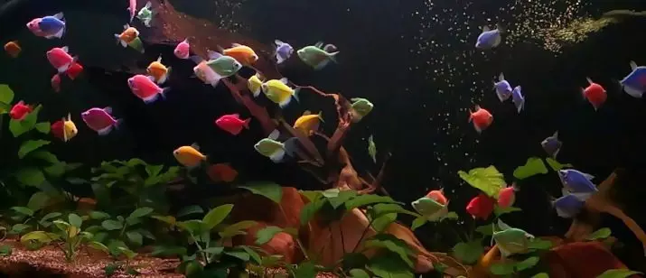 Little Aquarium Fish (22 fotos): el peix més bonic per a l'aquari, una revisió de color groc brillant, vermell i altres mini-peix amb noms 11550_21