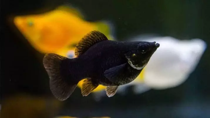 Mala akvarijska riba (22 fotografije): Najljepša riba za akvarijum, pregled svijetlo žute, crvene i druge mini ribe s imenima 11550_22