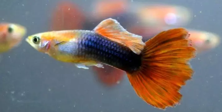 Little Aquarium Fish (22 foto's): Die mooiste vis vir akwarium, 'n oorsig van helder geel, rooi en ander mini-vis met name 11550_4