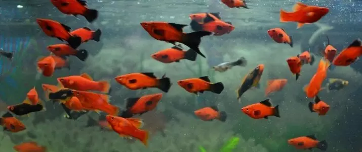 ปลาพิพิธภัณฑ์สัตว์น้ำน้อย (22 รูป): ปลาที่สวยที่สุดสำหรับพิพิธภัณฑ์สัตว์น้ำรีวิวของสีเหลืองสดใสสีแดงและปลาขนาดเล็กอื่น ๆ ที่มีชื่อ 11550_5