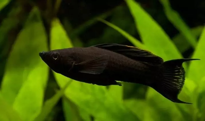 Mala akvarijska riba (22 fotografije): Najljepša riba za akvarijum, pregled svijetlo žute, crvene i druge mini ribe s imenima 11550_6