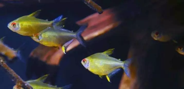 ปลาพิพิธภัณฑ์สัตว์น้ำน้อย (22 รูป): ปลาที่สวยที่สุดสำหรับพิพิธภัณฑ์สัตว์น้ำรีวิวของสีเหลืองสดใสสีแดงและปลาขนาดเล็กอื่น ๆ ที่มีชื่อ 11550_7