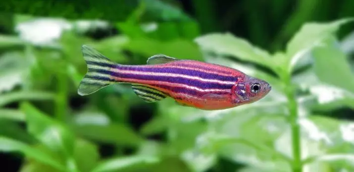 Little Aquarium Fish (22 foto's): Die mooiste vis vir akwarium, 'n oorsig van helder geel, rooi en ander mini-vis met name 11550_9