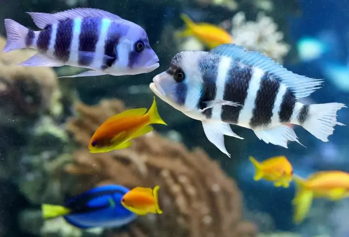 Ho fepa cichlid? 21 Lijo tsa foto bakeng sa Fry Aquarium, li fepa lifate tse omileng le nama e halikiloeng. U ka fepa makhetlo a makae? 11554_2