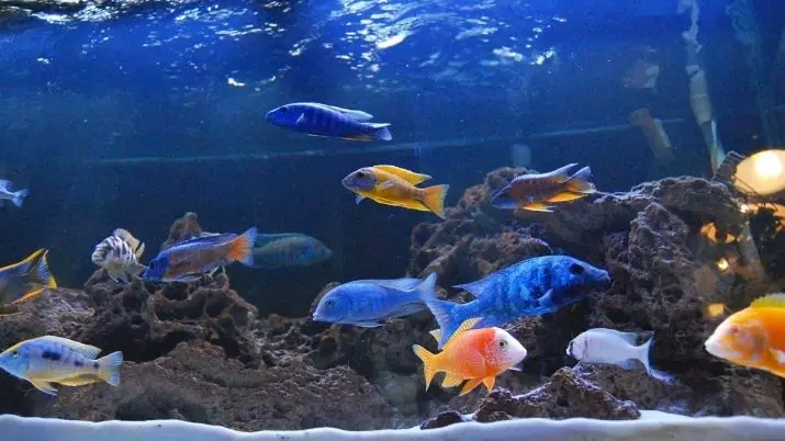 के cichlid खुवाउने? 21 फोटो खाना एक्वेरिममा फ्राईको लागि, माछा सुख्खा खाना र मासुको मासु। माछा खुवाउन तपाई कति पटक खान सक्नुहुन्छ? 11554_6