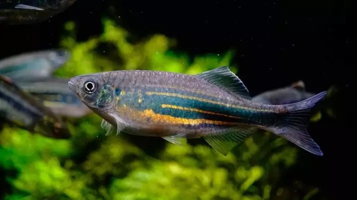 Rodzaje Danio (24 zdjęcia): Lampart, fluorescencyjny i pereł, Hopra i Vellegal, Rodzaje zielonych i żółtych ryb 11555_11