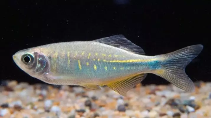 Typesdị Danio (24 Foto): agụ, fluorescent na Pearl, hopra na vellegal, ụdị azụ na-acha akwụkwọ ndụ 11555_12