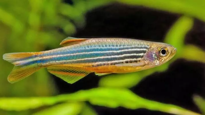 Typesdị Danio (24 Foto): agụ, fluorescent na Pearl, hopra na vellegal, ụdị azụ na-acha akwụkwọ ndụ 11555_16