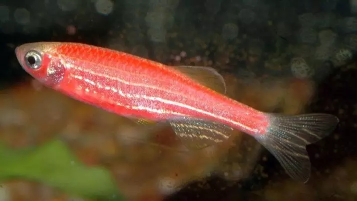 Rodzaje Danio (24 zdjęcia): Lampart, fluorescencyjny i pereł, Hopra i Vellegal, Rodzaje zielonych i żółtych ryb 11555_17
