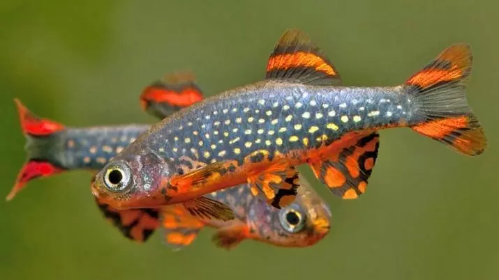 Tipi di Danio (24 foto): Leopardo, fluorescente e perla, Hopra e Vellegal, tipi di pesce colorato verde e giallo 11555_19