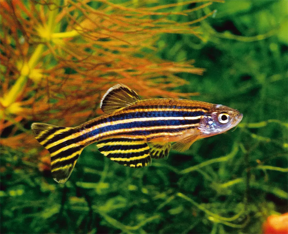 Danio의 종류 (24 장의 사진) : 표범, 형광등 및 진주, hopra 및 vellegal, 녹색 및 노란색 컬러 물고기 유형 11555_2