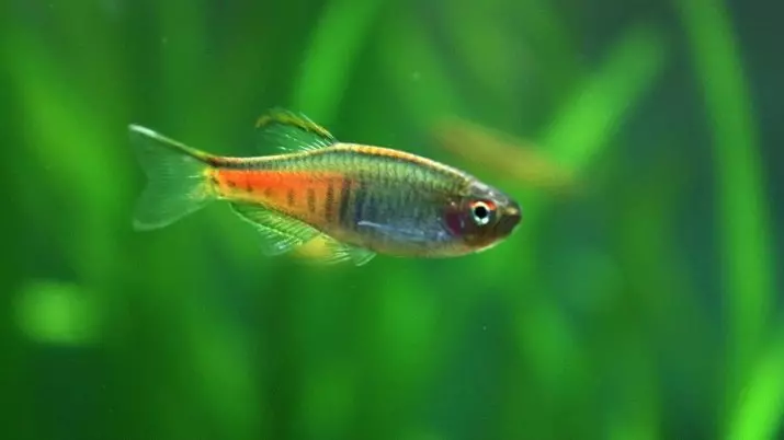 Types of Danio (24 photos): leopard, fluorescent and pearl, hopra and vellegal, types of green and yellow colored fish 11555_20
