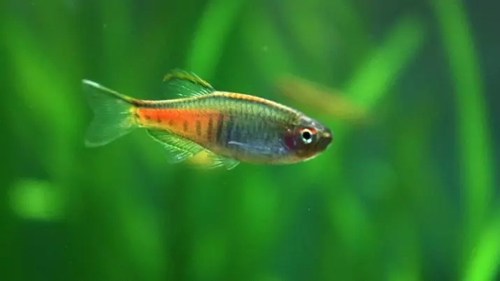 Typesdị Danio (24 Foto): agụ, fluorescent na Pearl, hopra na vellegal, ụdị azụ na-acha akwụkwọ ndụ 11555_20