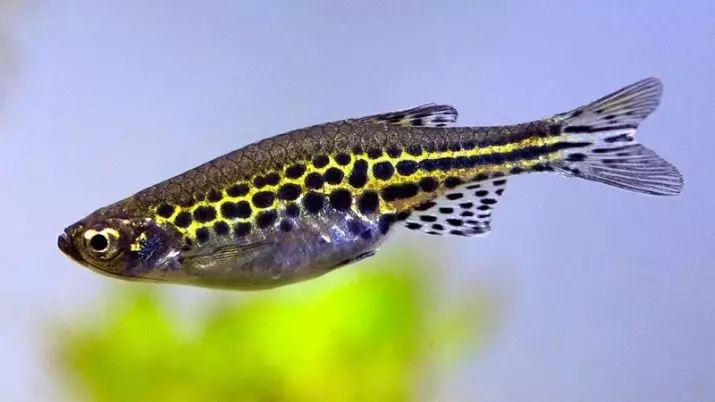 Vrste Danio (24 fotografija): Leopard, fluorescentni i biser, hopra i odmarke, vrste zelene i žute boje ribe 11555_21
