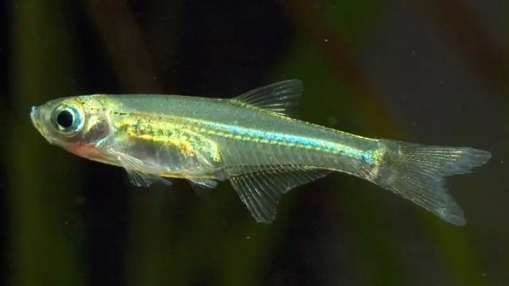 Danio의 종류 (24 장의 사진) : 표범, 형광등 및 진주, hopra 및 vellegal, 녹색 및 노란색 컬러 물고기 유형 11555_22