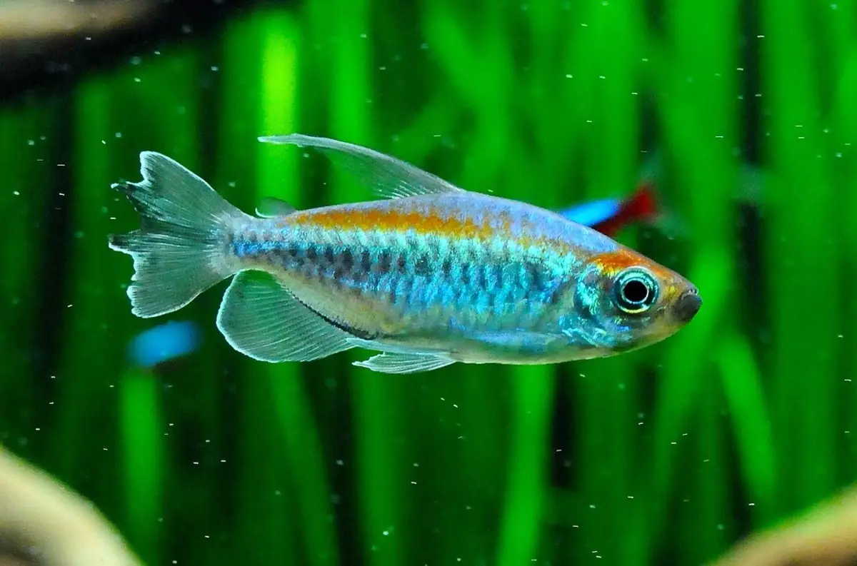 Danio의 종류 (24 장의 사진) : 표범, 형광등 및 진주, hopra 및 vellegal, 녹색 및 노란색 컬러 물고기 유형 11555_23