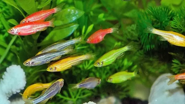 Danio motak (24 argazki): lehoina, fluoreszenteak eta perla, hopra eta vellegal, kolore berde eta horia duten arrain motak 11555_4