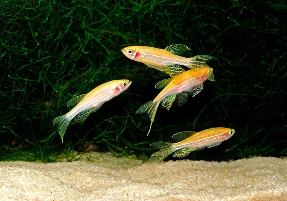 Tipos de Danio (24 fotos): Leopard, fluorescente e perla, Hopra e velegal, tipos de peixes de cor verde e amarelo 11555_5
