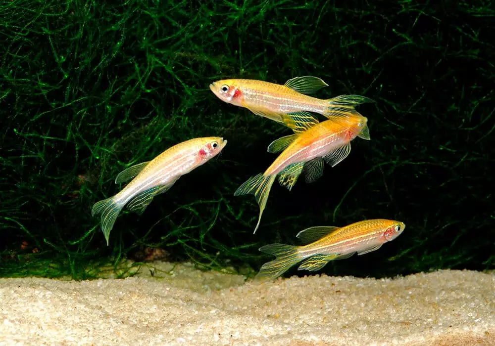 Typesdị Danio (24 Foto): agụ, fluorescent na Pearl, hopra na vellegal, ụdị azụ na-acha akwụkwọ ndụ 11555_5